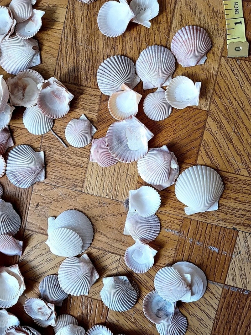 Sm Scallops- shells for crafting